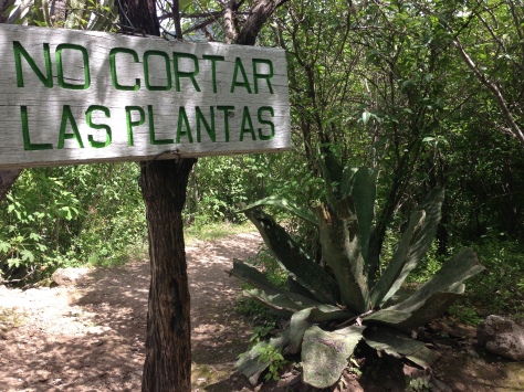 the maguey plants had names carved into every surface, just like tree trunks!